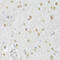 Cytidine Monophosphate N-Acetylneuraminic Acid Synthetase antibody, 15-184, ProSci, Immunohistochemistry paraffin image 