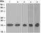 Translocator protein antibody, ab109497, Abcam, Western Blot image 