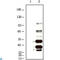 HHV-8 K8 alpha antibody, LS-C814051, Lifespan Biosciences, Western Blot image 