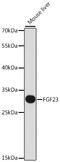 Fibroblast Growth Factor 23 antibody, 15-357, ProSci, Western Blot image 