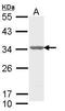 Aly/REF Export Factor antibody, TA307902, Origene, Western Blot image 