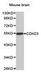 Cadherin Related 23 antibody, TA327417, Origene, Western Blot image 