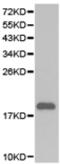 RNA Polymerase II Subunit D antibody, TA322707, Origene, Western Blot image 
