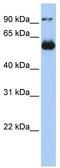 Protein C-ets-2 antibody, TA343520, Origene, Western Blot image 
