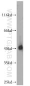 Nuclear Receptor Subfamily 1 Group H Member 3 antibody, 14351-1-AP, Proteintech Group, Western Blot image 