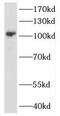 Heterogeneous nuclear ribonucleoprotein U-like protein 1 antibody, FNab03960, FineTest, Western Blot image 
