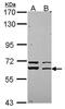 Syntaxin Binding Protein 1 antibody, GTX114809, GeneTex, Western Blot image 