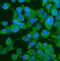 YTH N6-Methyladenosine RNA Binding Protein 2 antibody, A02621-1, Boster Biological Technology, Immunofluorescence image 