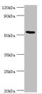 Cyclic AMP-dependent transcription factor ATF-7 antibody, orb352835, Biorbyt, Western Blot image 