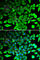 Caspase 3 antibody, A0214, ABclonal Technology, Immunofluorescence image 