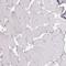 Melanoma inhibitory activity protein 3 antibody, HPA055922, Atlas Antibodies, Immunohistochemistry frozen image 