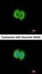 F-Box And Leucine Rich Repeat Protein 6 antibody, orb73833, Biorbyt, Immunofluorescence image 