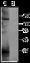 Potassium Voltage-Gated Channel Subfamily H Member 5 antibody, GTX16654, GeneTex, Western Blot image 