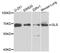 Glutaminase antibody, MBS129601, MyBioSource, Western Blot image 