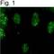 Calsenilin isoform 4 antibody, PA1-928, Invitrogen Antibodies, Immunofluorescence image 