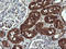 D-Dopachrome Tautomerase antibody, LS-C340610, Lifespan Biosciences, Immunohistochemistry paraffin image 