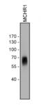 MCH receptor 1 antibody, 711649, Invitrogen Antibodies, Western Blot image 