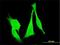 Frizzled Class Receptor 3 antibody, H00007976-M09, Novus Biologicals, Immunocytochemistry image 