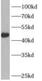ADP-ribosylation factor GTPase-activating protein 1 antibody, FNab00536, FineTest, Western Blot image 