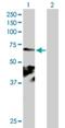 Centrosomal Protein 104 antibody, H00009731-B01P, Novus Biologicals, Western Blot image 