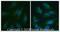 Microtubule Associated Protein 1 Light Chain 3 Beta antibody, NB100-2331, Novus Biologicals, Immunocytochemistry image 