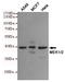 Mitogen-Activated Protein Kinase Kinase 1 antibody, STJ99087, St John
