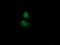 Acireductone Dioxygenase 1 antibody, TA501755, Origene, Immunofluorescence image 