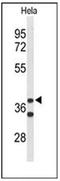 Cytohesin-3 antibody, AP51177PU-N, Origene, Western Blot image 