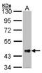 Follistatin-related protein 1 antibody, NBP2-16539, Novus Biologicals, Western Blot image 