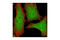 Glutathione S-transferase P antibody, 3369S, Cell Signaling Technology, Immunofluorescence image 