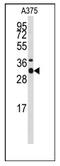 STX3 antibody, AP12469PU-N, Origene, Western Blot image 