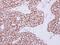 hRAD50 antibody, NBP2-20055, Novus Biologicals, Immunohistochemistry frozen image 