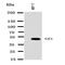 Gap Junction Protein Gamma 1 antibody, orb138004, Biorbyt, Western Blot image 
