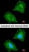 Aspartoacylase antibody, orb73903, Biorbyt, Immunofluorescence image 