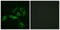 Gonadotropin Releasing Hormone Receptor antibody, LS-C120672, Lifespan Biosciences, Immunofluorescence image 