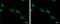 ZFP82 Zinc Finger Protein antibody, GTX117099, GeneTex, Immunofluorescence image 