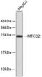 Mitochondrially Encoded Cytochrome C Oxidase II antibody, 13-193, ProSci, Western Blot image 