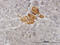 Vesicle-associated membrane protein 1 antibody, LS-C133460, Lifespan Biosciences, Immunohistochemistry paraffin image 