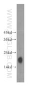 NADH:Ubiquinone Oxidoreductase Subunit B9 antibody, 15572-1-AP, Proteintech Group, Western Blot image 