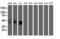 Meis Homeobox 3 antibody, M11850, Boster Biological Technology, Western Blot image 