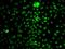 Vascular Endothelial Growth Factor C antibody, orb136483, Biorbyt, Immunofluorescence image 