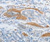 Pancreas/duodenum homeobox protein 1 antibody, A3070, ABclonal Technology, Immunohistochemistry paraffin image 