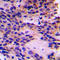 Peroxisomal targeting signal 2 receptor antibody, LS-C352638, Lifespan Biosciences, Immunohistochemistry frozen image 