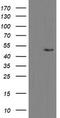 Mitochondrial Ribosomal Protein S27 antibody, CF800170, Origene, Western Blot image 