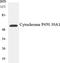 Cytochrome P450 Family 2 Subfamily D Member 6 antibody, EKC1913, Boster Biological Technology, Western Blot image 