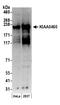 Regulation Of Nuclear Pre-MRNA Domain Containing 2 antibody, A300-031A, Bethyl Labs, Western Blot image 