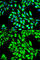 Eukaryotic Translation Elongation Factor 1 Alpha 1 antibody, A0974, ABclonal Technology, Immunofluorescence image 