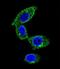 Sorbin and SH3 domain-containing protein 1 antibody, LS-C161388, Lifespan Biosciences, Immunofluorescence image 