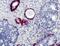 Keratin 5 antibody, MA5-16372, Invitrogen Antibodies, Immunohistochemistry frozen image 