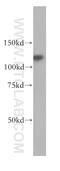 Ring Finger Protein 40 antibody, 15621-1-AP, Proteintech Group, Western Blot image 